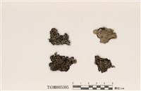 藏品(藍腹亞鈴孢衣)的圖片